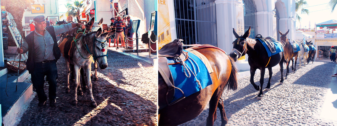 A procession of Donkeys in Fira, Greece