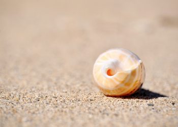 Word of Life Series: Be Oceanic