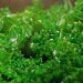 Hail Kale