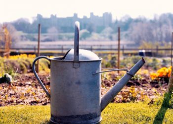 plants, gardening, growing, chic diy, diys, tips, irrigation, watering , plants, pinterest, vacation, what to do, how to, green thumb, drought tolerant plants