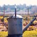 plants, gardening, growing, chic diy, diys, tips, irrigation, watering , plants, pinterest, vacation, what to do, how to, green thumb, drought tolerant plants