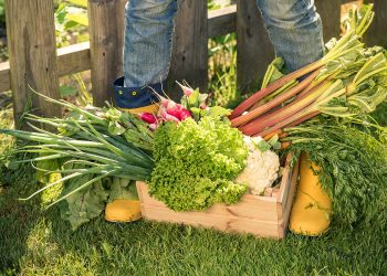 vegetables, fruits, healthy, growing your own garden, lifestyle, health, how to, farm fresh, organic, local grown, gardening, pesticides,