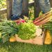 vegetables, fruits, healthy, growing your own garden, lifestyle, health, how to, farm fresh, organic, local grown, gardening, pesticides,